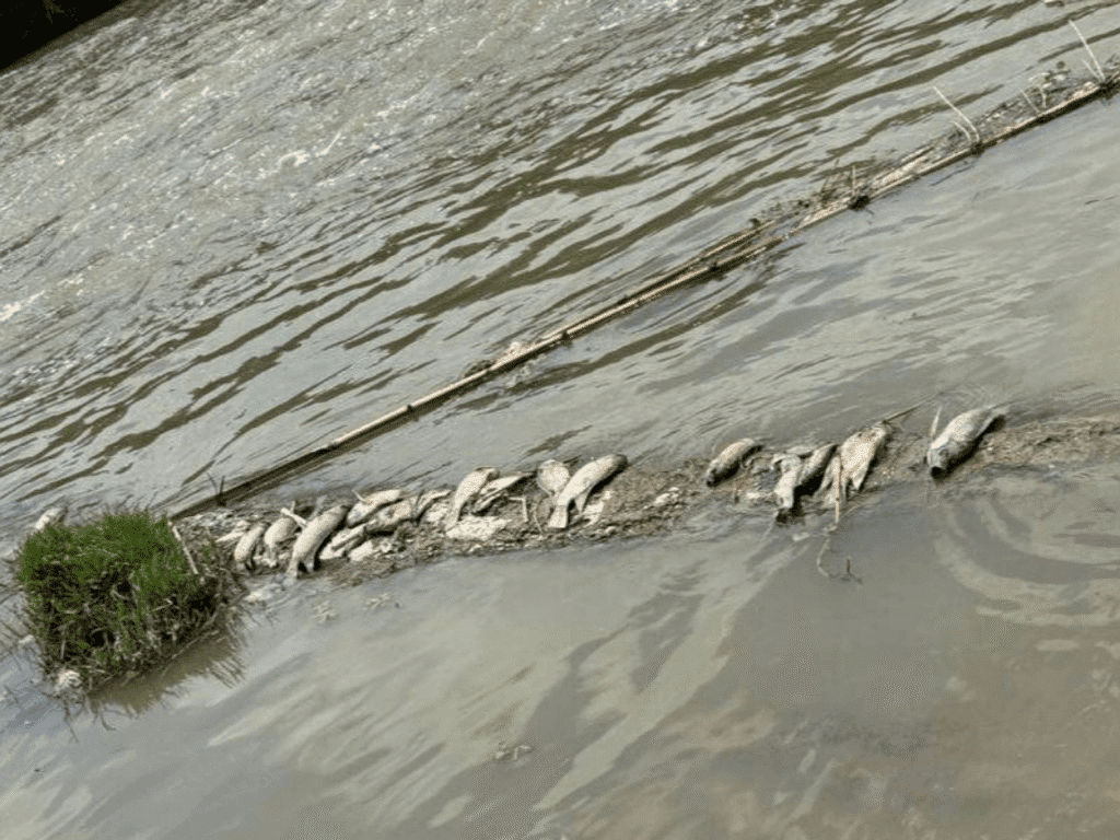 Autoridades ambientales de Nuevo León realizan indagatorias para detectar origen de peces muertos en Río Pesquería