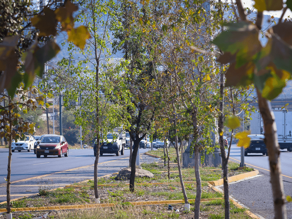 Bosques Ciudadanos transforma el Centro de Monterrey en verde