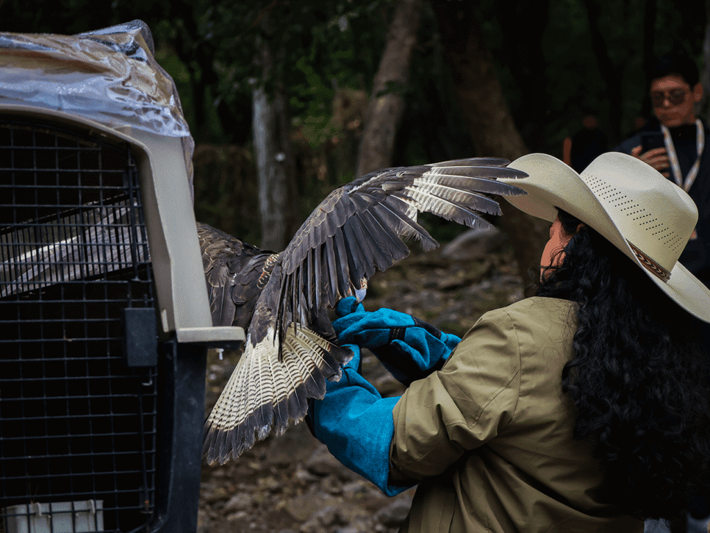Liberan caracara rescatado en su hábitat natural en Juárez