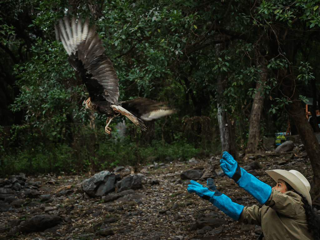 Liberan caracara rescatado en su hábitat natural en Juárez