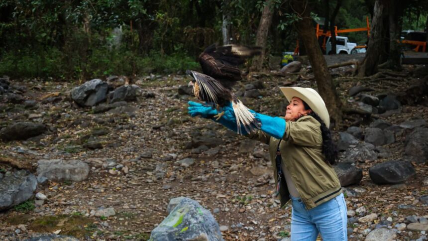 Liberan caracara rescatado en su hábitat natural en Juárez