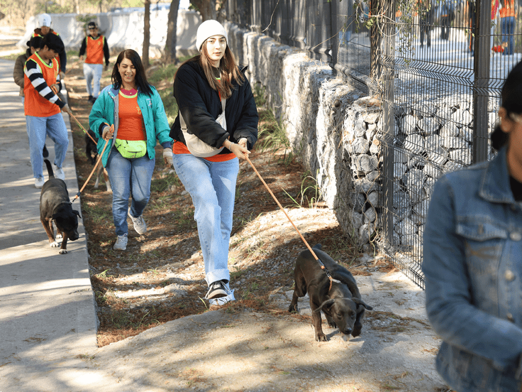 Voluntarios pasean perritos en adopción en Nuevo León