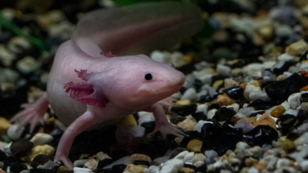 Día Nacional del Ajolote: el anfibio mexicano que lucha contra la extinción