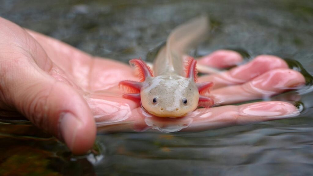 Día Nacional del Ajolote: el anfibio mexicano que lucha contra la extinción