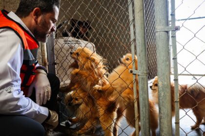 Clausuran criadero clandestino en Juárez; rescatan 56 perros