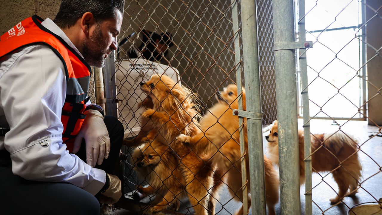 Clausuran criadero clandestino en Juárez; rescatan 56 perros
