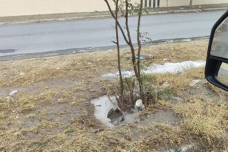 Ataque de abejas en Guadalupe deja 4 lesionados, tres son menores