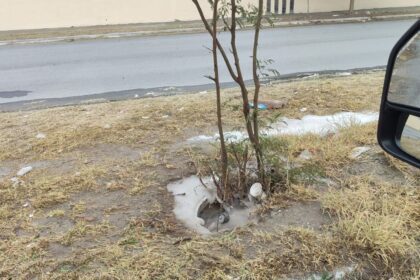 Ataque de abejas en Guadalupe deja 4 lesionados, tres son menores