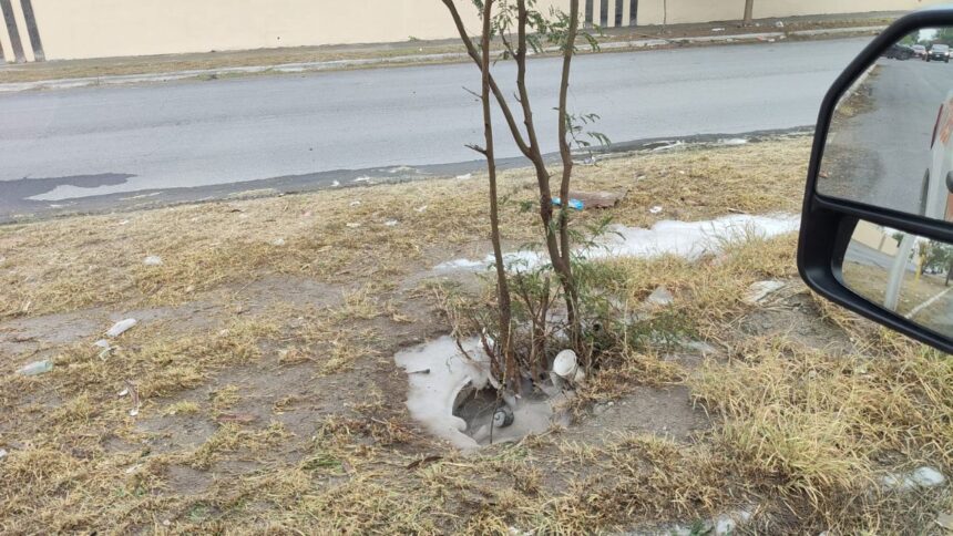 Ataque de abejas en Guadalupe deja 4 lesionados, tres son menores
