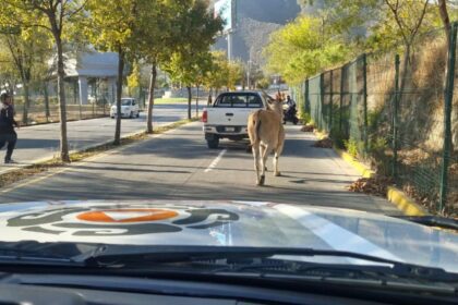 Capturan venado cerca del estadio de Rayados en Guadalupe