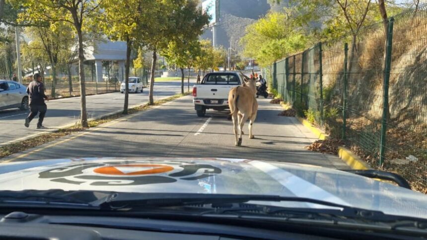Capturan venado cerca del estadio de Rayados en Guadalupe