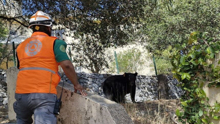 Cuatro osos sorprenden en zona residencial de Monterrey