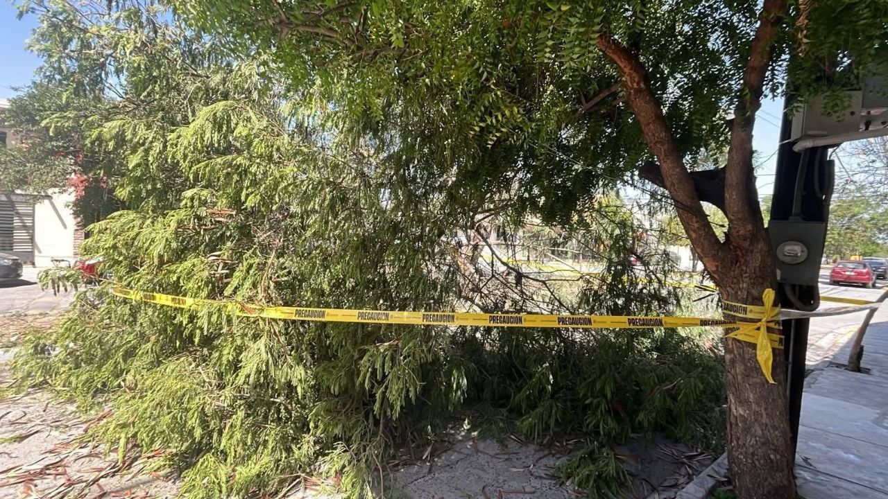 Frente frío 41 azota Nuevo León con ráfagas de hasta 100 km/h