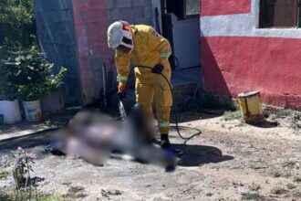 Ataque de abejas deja a hombre grave en General Terán