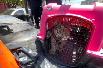 Rescatan cachorro de tigre de Bengala dentro de una vivienda en Ecatepec