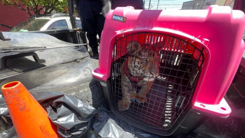 Rescatan cachorro de tigre de Bengala dentro de una vivienda en Ecatepec