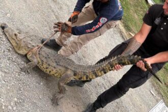 Capturan cocodrilo que deambulaba en calles de Allende
