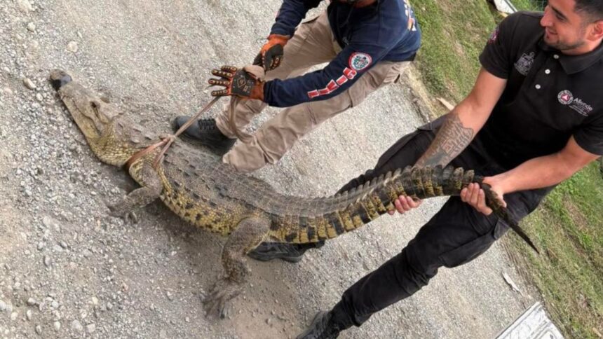 Capturan cocodrilo que deambulaba en calles de Allende
