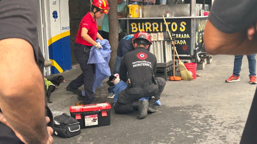 Ataque de abejas deja 8 personas lesionadas y 3 perros afectados en Monterrey