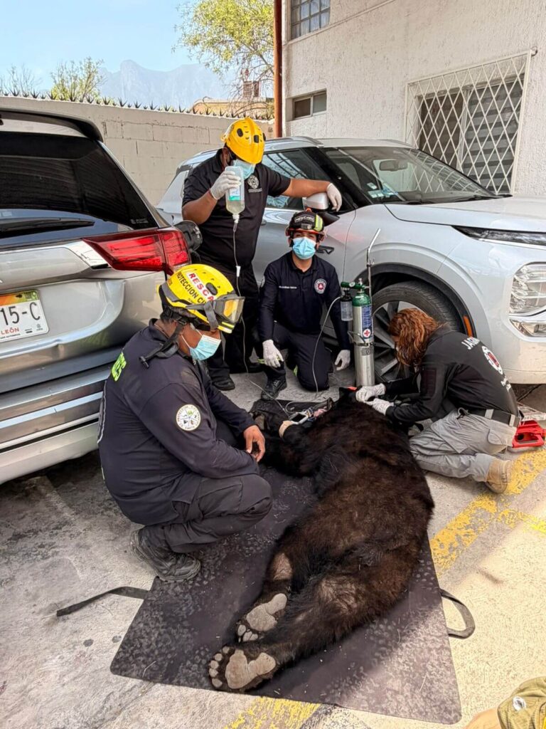 Capturan oso cerca de escuela en Santa Catarina