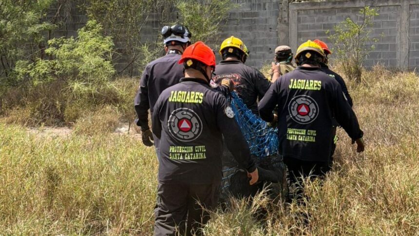 Capturan oso cerca de escuela en Santa Catarina