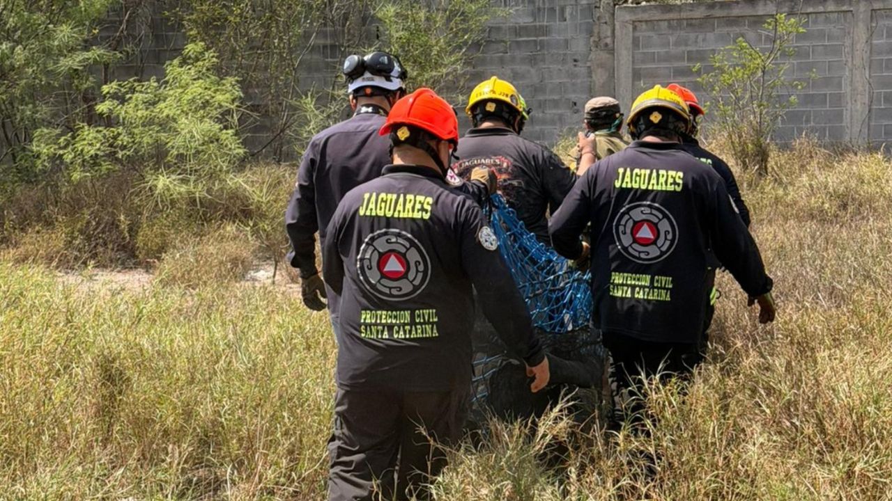 Capturan oso cerca de escuela en Santa Catarina