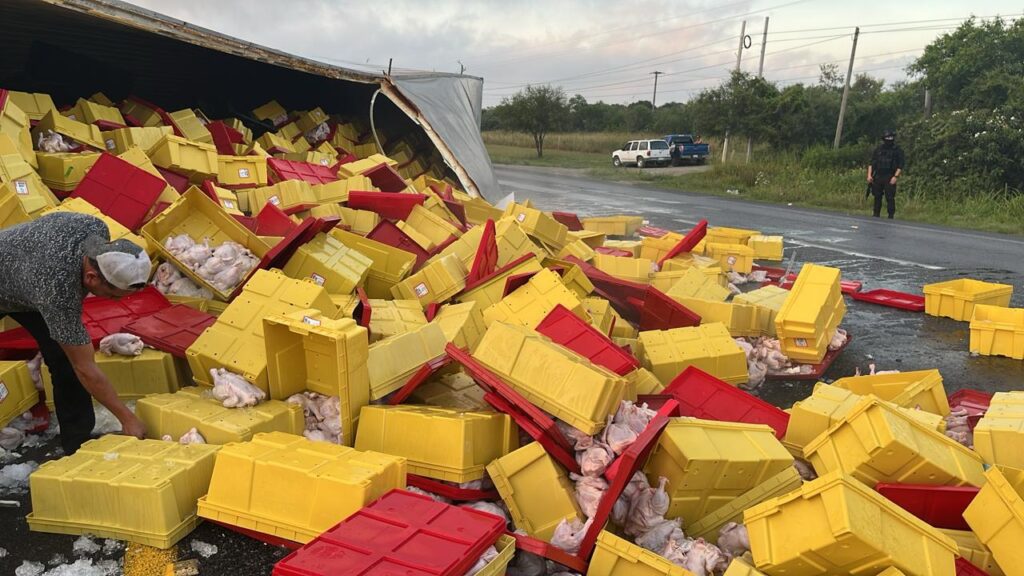 Vuelca tráiler cargado con pollo en Montemorelos y desata rapiña
