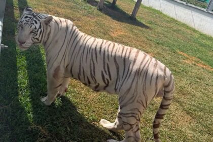 Aseguran 135 animales exóticos durante cateos en Tamaulipas