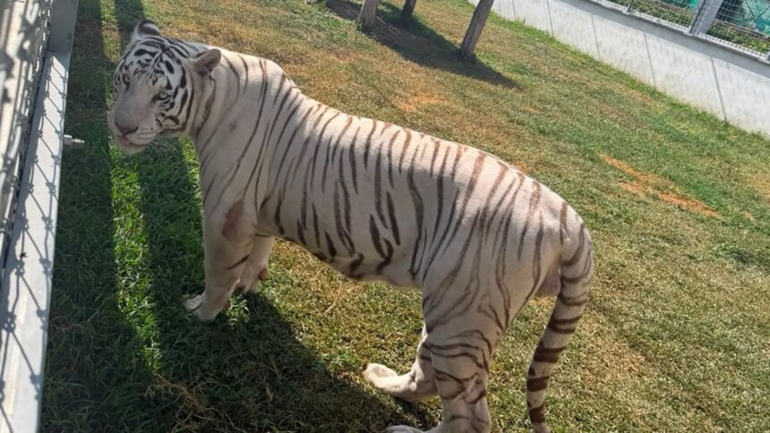Aseguran 135 animales exóticos durante cateos en Tamaulipas