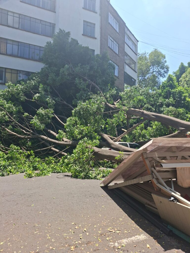 Cae árbol de 25 metros en Polanco en Ciudad de México; causa daños y deja una mujer herida