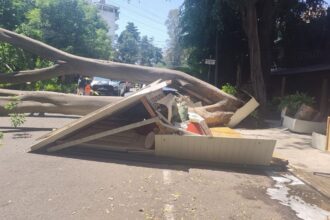 Cae árbol de 25 metros en Polanco en Ciudad de México; causa daños y deja una mujer herida