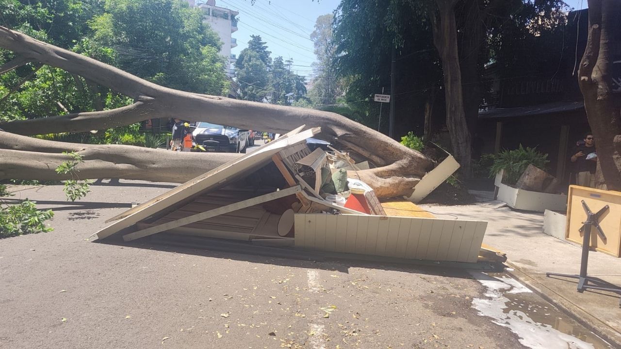 Cae árbol de 25 metros en Polanco en Ciudad de México; causa daños y deja una mujer herida