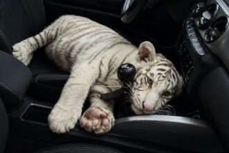 Detienen a hombre con cría de tigre blanco en alcaldía Iztapalapa en CDMX