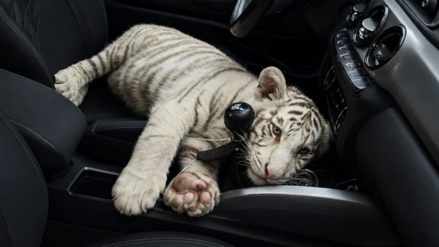 Detienen a hombre con cría de tigre blanco en alcaldía Iztapalapa en CDMX